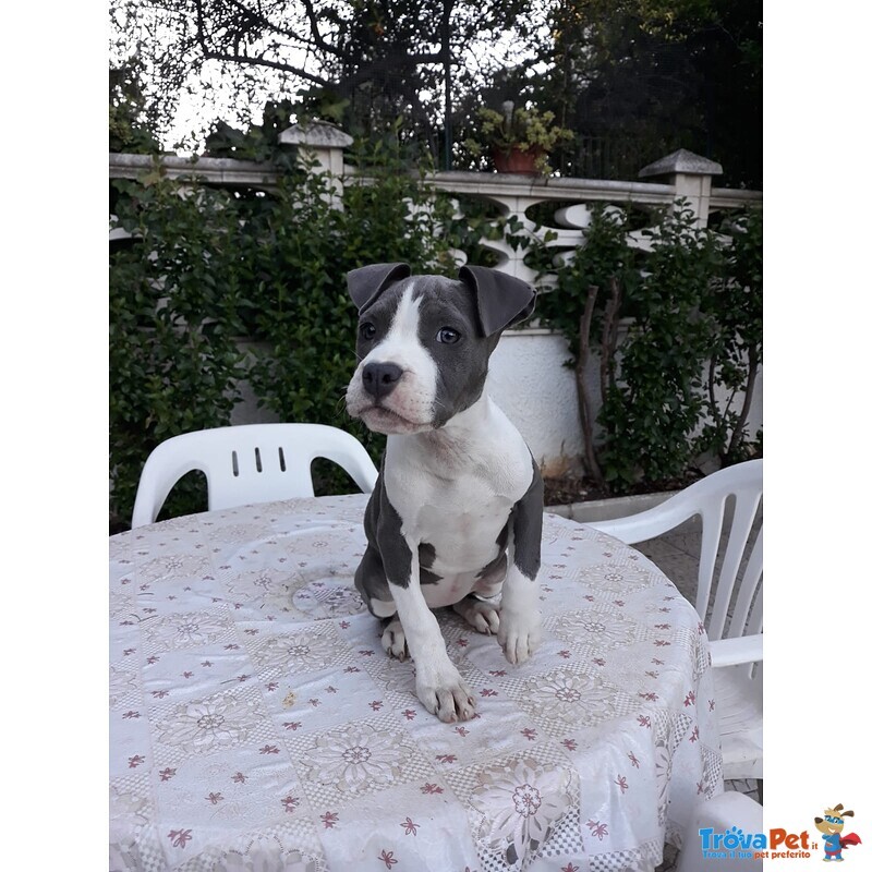 Allevamento Amstaff blu - Cuccioli con Pedigree - Foto n. 4