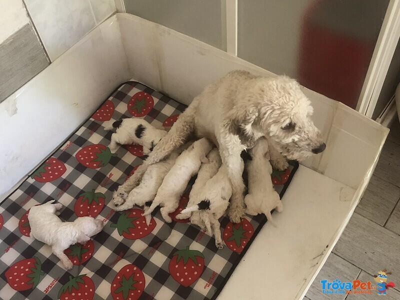 Cuccioli di Lagotto - Foto n. 2