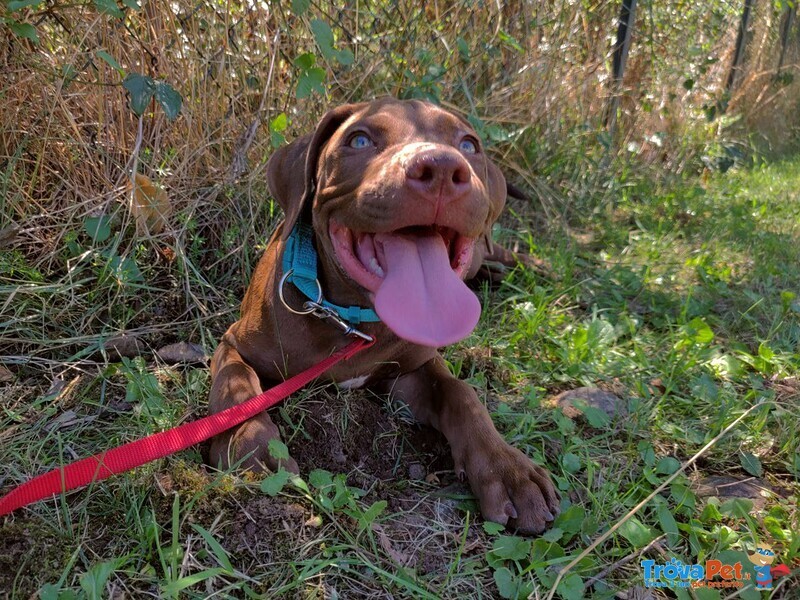 Cucciole di Pitbull di 4 Mesi - Foto n. 1