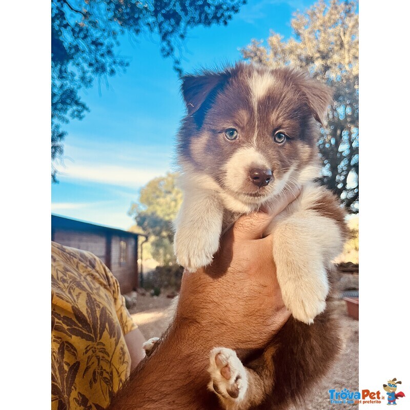 Cuccioli di Australian Shepherd - Foto n. 2