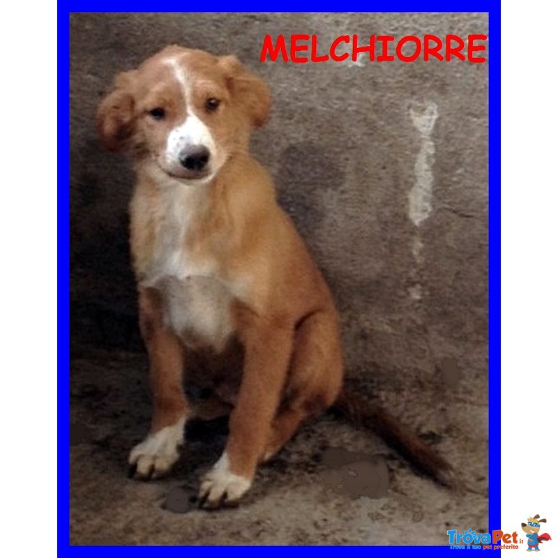 Melchiorre Cucciolo 8 mesi Taglia Media Ancora Nessuna Richiesta - Foto n. 1