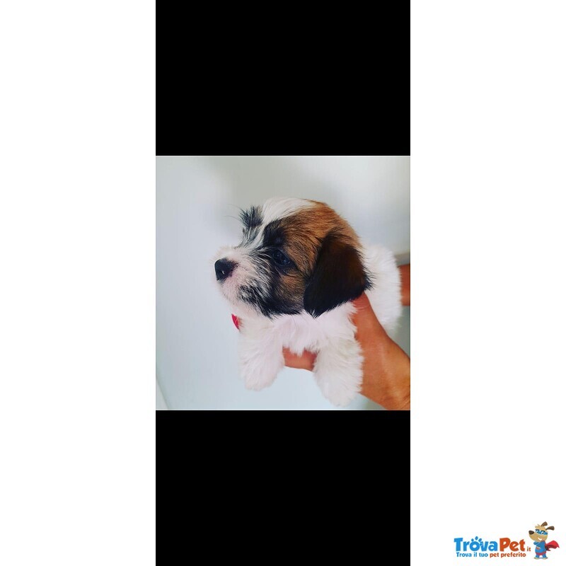 Jack Russell Terrier - Foto n. 2