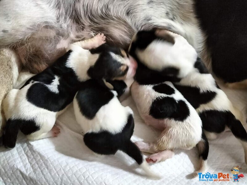 Cuccioli di Bassethound di alta Genealogia - Foto n. 1