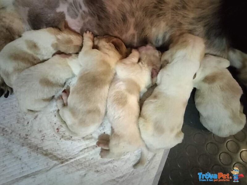 Cuccioli di Bassethound di alta Genealogia - Foto n. 2