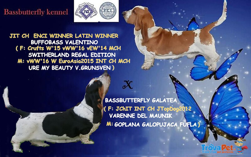 Cuccioli di Bassethound di alta Genealogia - Foto n. 3