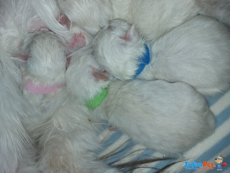 Cuccioli di Gatto Siberiano Ipoallergenico - Foto n. 3