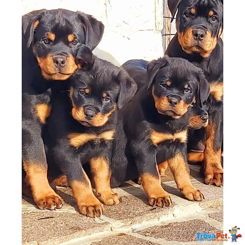 Cuccioli Rottweiler - Foto n. 1