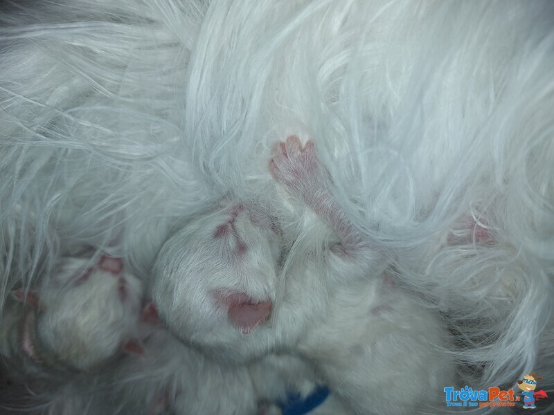 Cuccioli di Gatto Siberiano Ipoallergenico - Foto n. 1