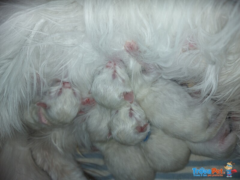 Cuccioli di Gatto Siberiano Ipoallergenico - Foto n. 4
