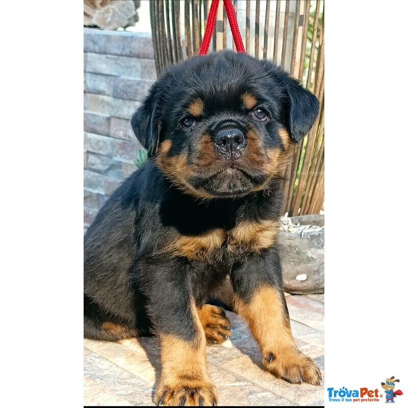 Cuccioli Rottweiler - Foto n. 2