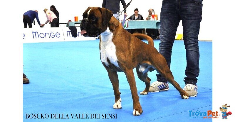 Boxer Cuccioli e Cuccioloni Vendo a Padova e Bologna - Foto n. 4