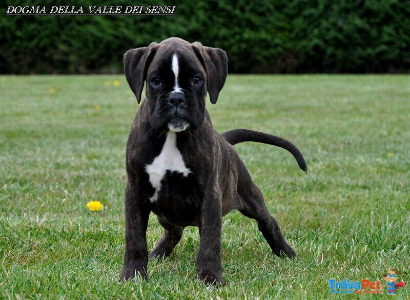 Boxer Cuccioli e Cuccioloni Vendo a Padova e Bologna - Foto n. 5