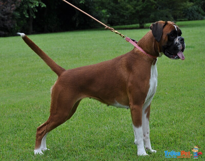 Boxer Cuccioli e Cuccioloni Vendo a Padova e Bologna - Foto n. 8