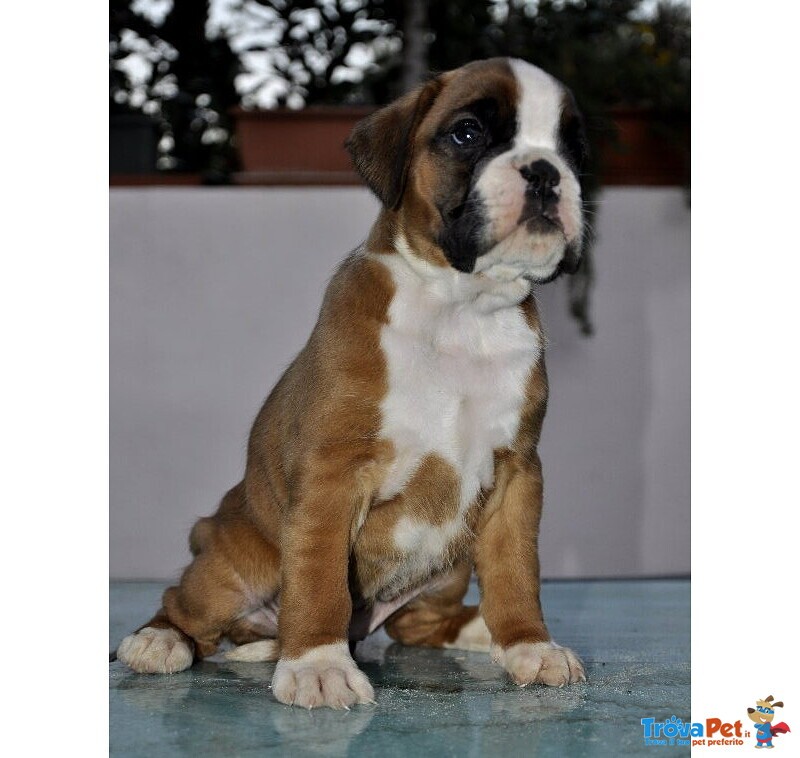 Boxer Cuccioli e Cuccioloni Vendo a Padova e Bologna - Foto n. 9