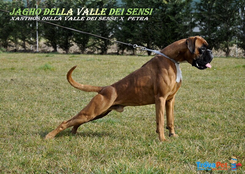 Boxer Cuccioli e Cuccioloni Vendo a Padova e Bologna - Foto n. 12