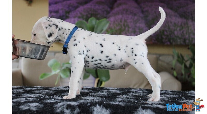 Splendidi Cuccioli Dalmata con Prestigioso Pedigree - Foto n. 2