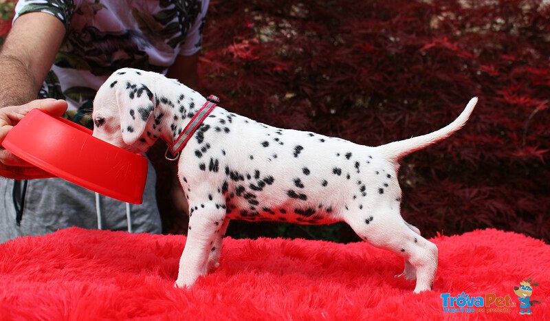 Splendidi Cuccioli Dalmata con Prestigioso Pedigree - Foto n. 3