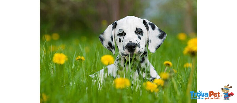 Splendidi Cuccioli Dalmata con Prestigioso Pedigree - Foto n. 6