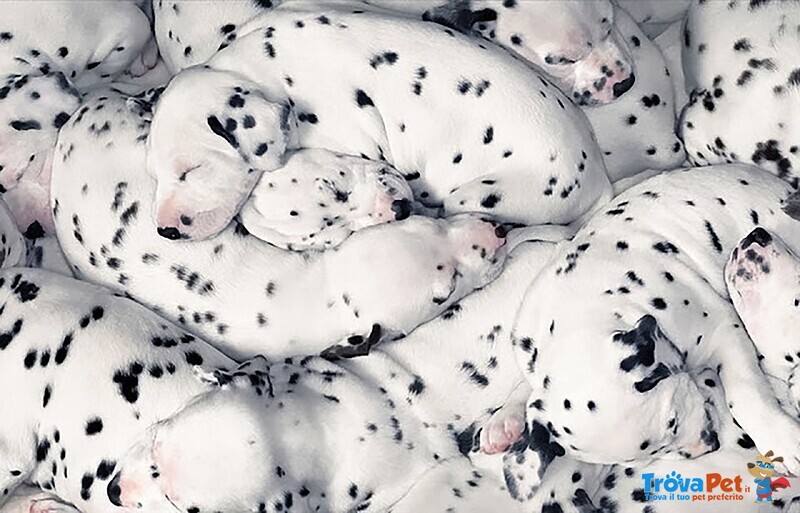 Splendidi Cuccioli Dalmata con Prestigioso Pedigree - Foto n. 7