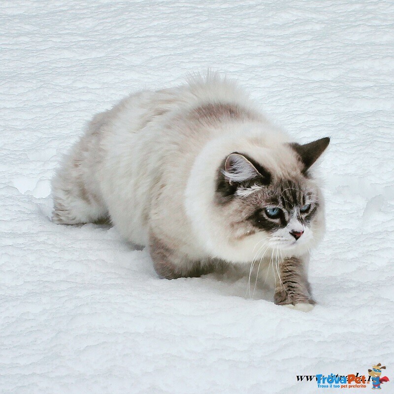 Cuccioli di Gatto Siberiano - Foto n. 7