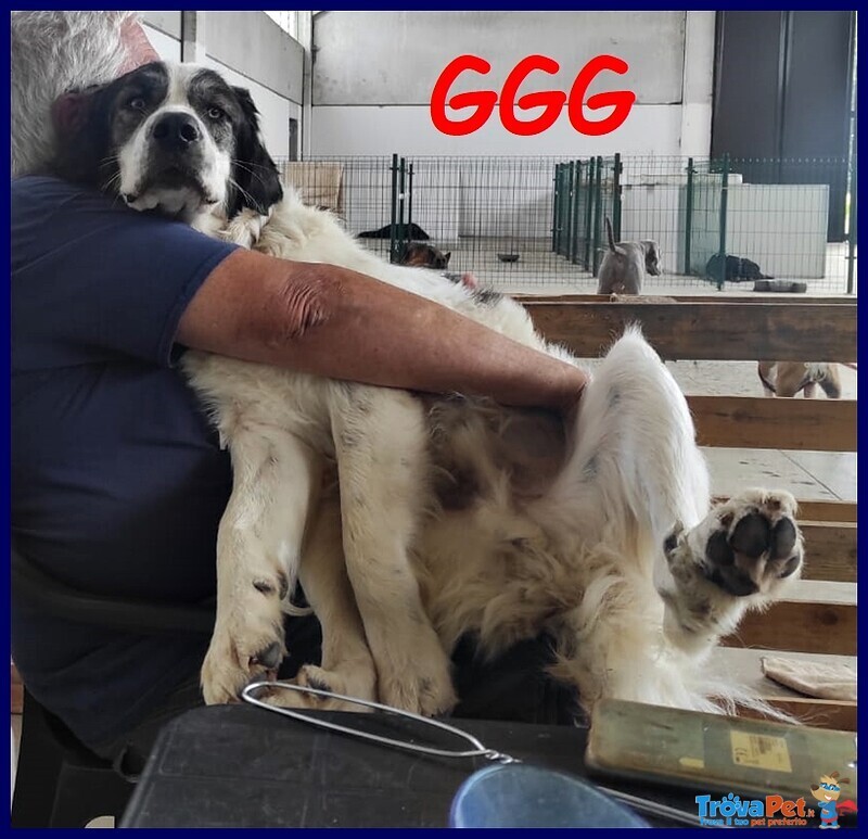 Ggg Cucciolone poco più di 1 anno Gigante Dolce e Coccolone - Foto n. 1