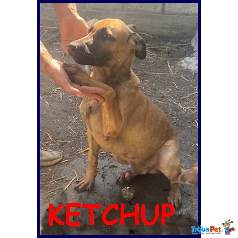 Ketchup Cucciolo 5 mesi in Canile Senza aver Fatto male a Nessuno - Foto n. 1