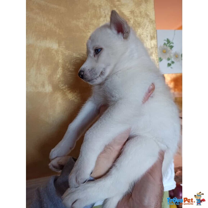 Cuccioli Siberian Husky - Foto n. 7