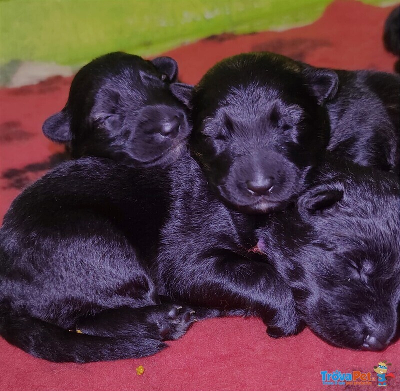 Cuccioli Pastore Tedesco a pelo Lungo neri e Grigi - Foto n. 4