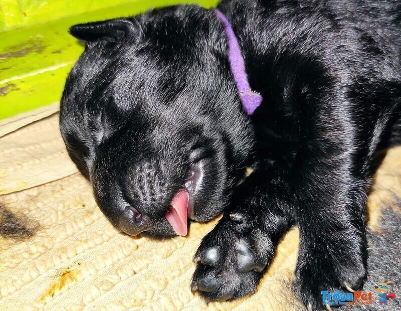 Cuccioli Pastore Tedesco a pelo Lungo neri e Grigi - Foto n. 5