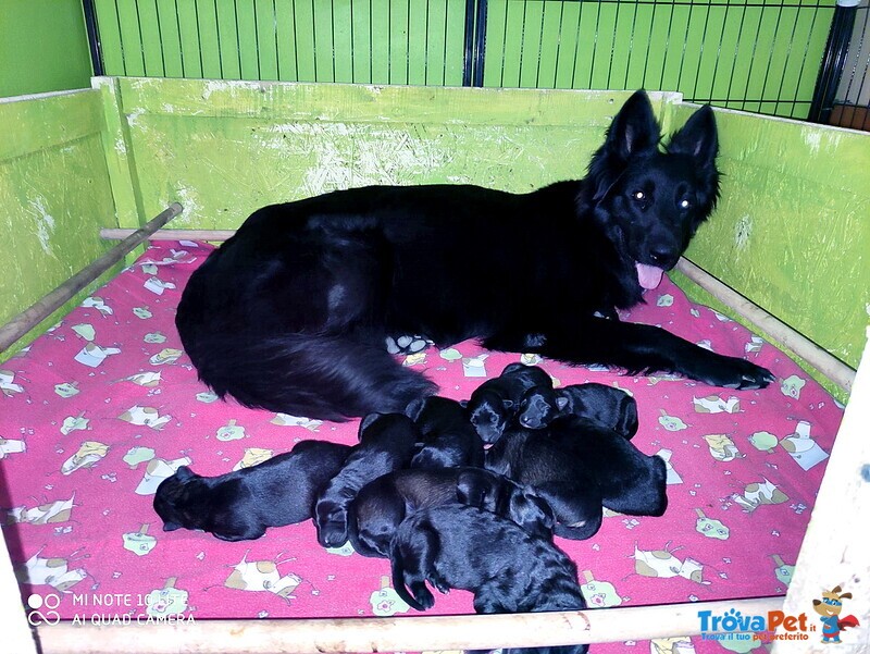 Cuccioli Pastore Tedesco a pelo Lungo neri e Grigi - Foto n. 7