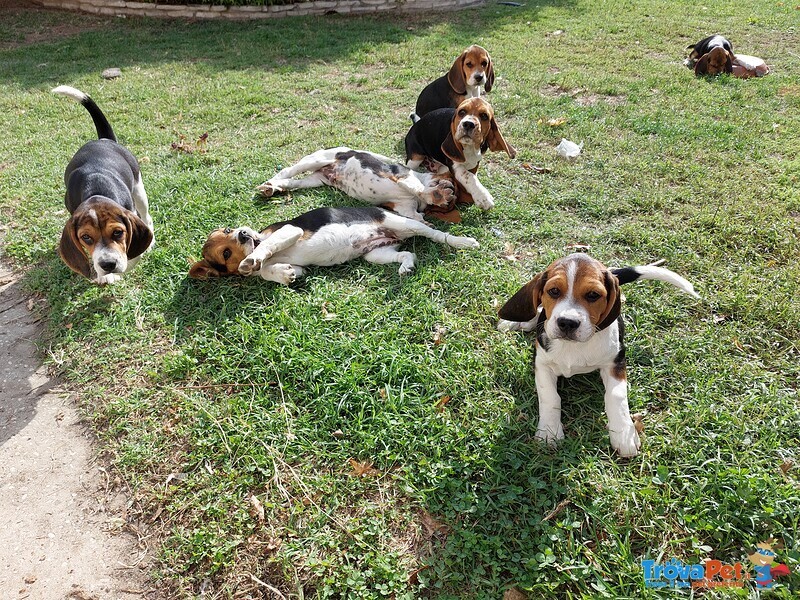 Cuccioli Beagle Tricolore - Foto n. 1