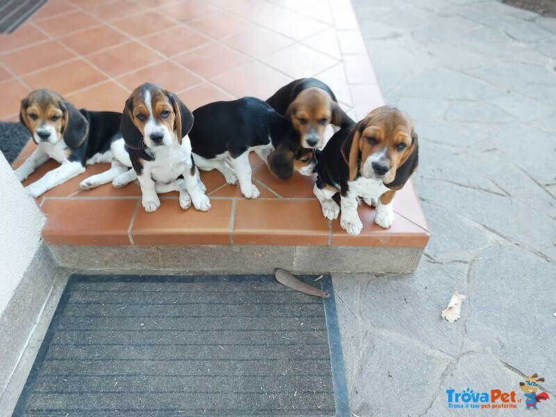 Cuccioli Beagle Tricolore - Foto n. 3