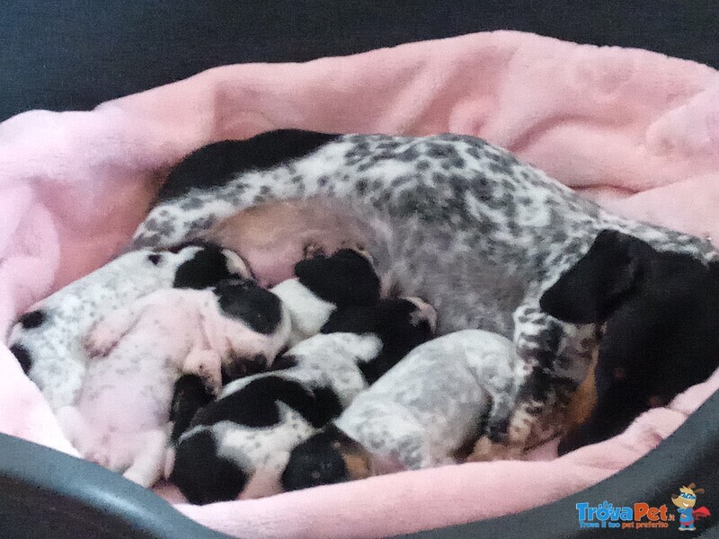 Cuccioli di Bassotto Piebald - Foto n. 2