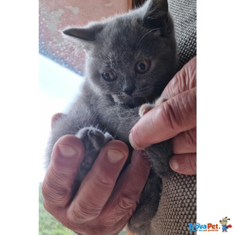 Cuccioli British Shorthair Pedigree Anfi - Foto n. 3