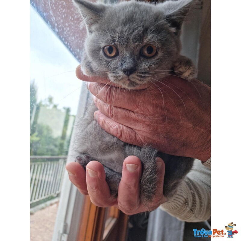 Cuccioli British Shorthair Pedigree Anfi - Foto n. 4