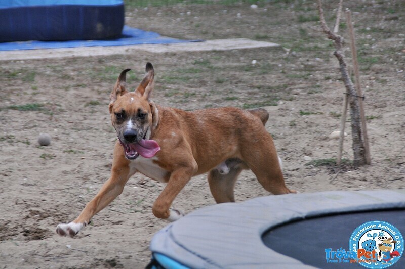 Zeus, Maschietto di 7/8 Mesi, con Temperamento Deciso... - Foto n. 2