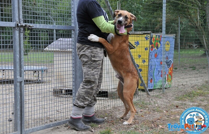 Zeus, Maschietto di 7/8 Mesi, con Temperamento Deciso... - Foto n. 3