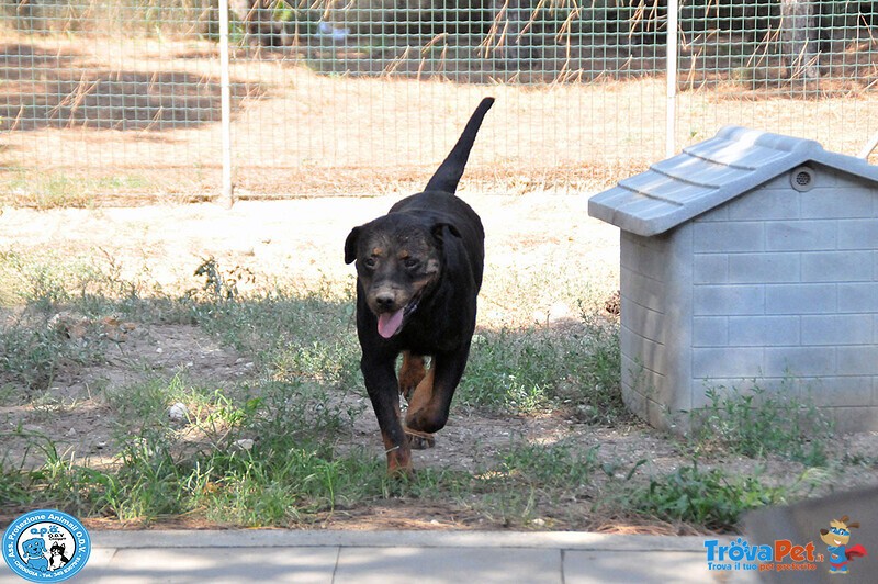 Abbey, Bellissima Rottweiler Femmina dal Carattere Equilibrato... - Foto n. 2