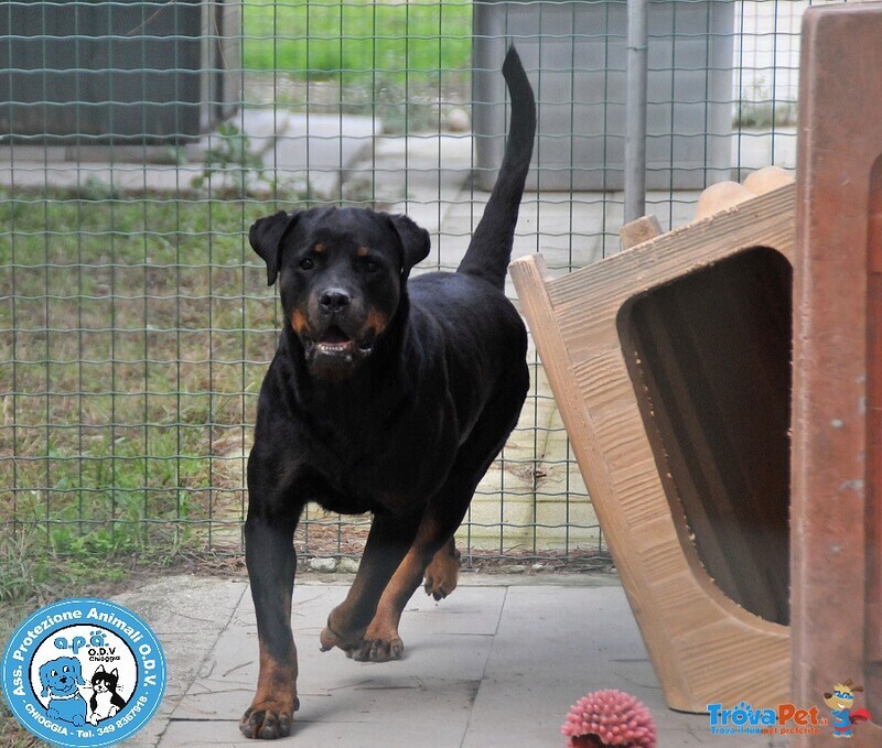 Abbey, Bellissima Rottweiler Femmina dal Carattere Equilibrato... - Foto n. 4