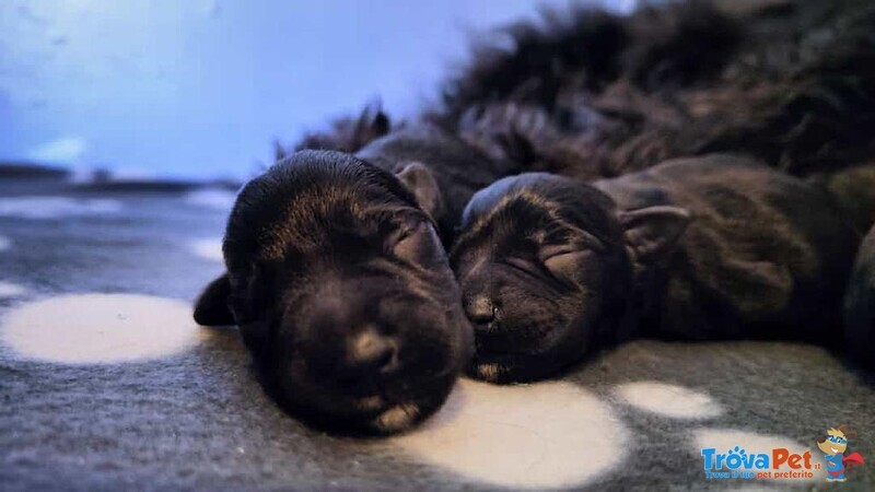 Cuccioli di Zwergschnauzer - Foto n. 1