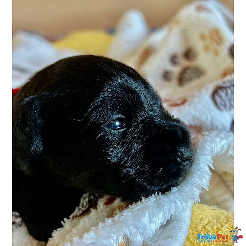 Cuccioli di Zwergschnauzer - Foto n. 2