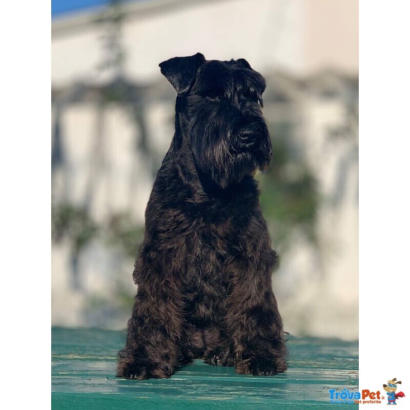 Cuccioli di Zwergschnauzer - Foto n. 5