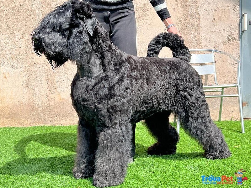 Cuccioli di Terrier nero Russo - Foto n. 2