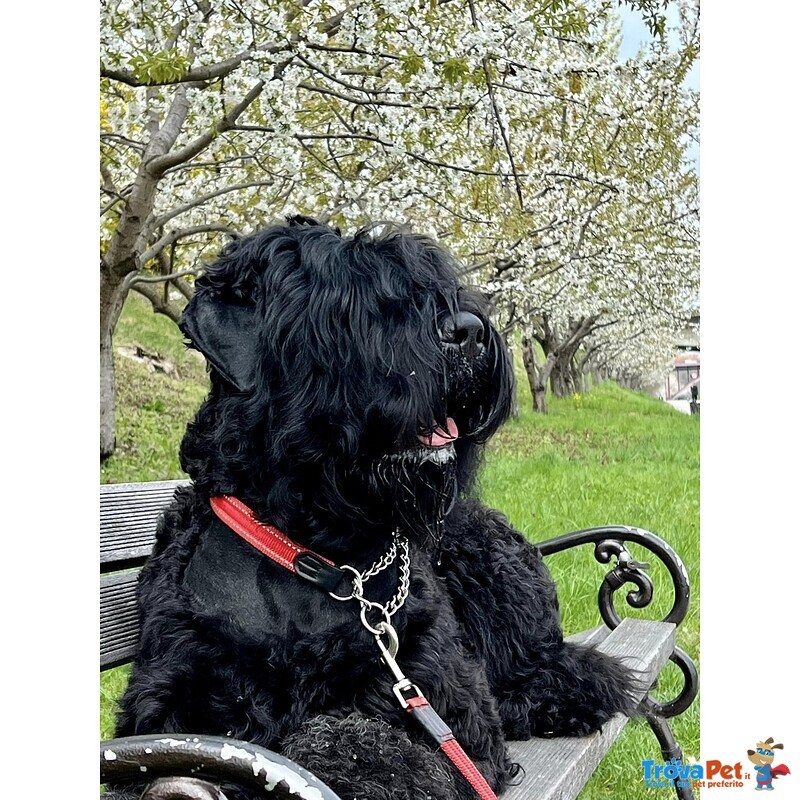 Cuccioli di Terrier nero Russo - Foto n. 3