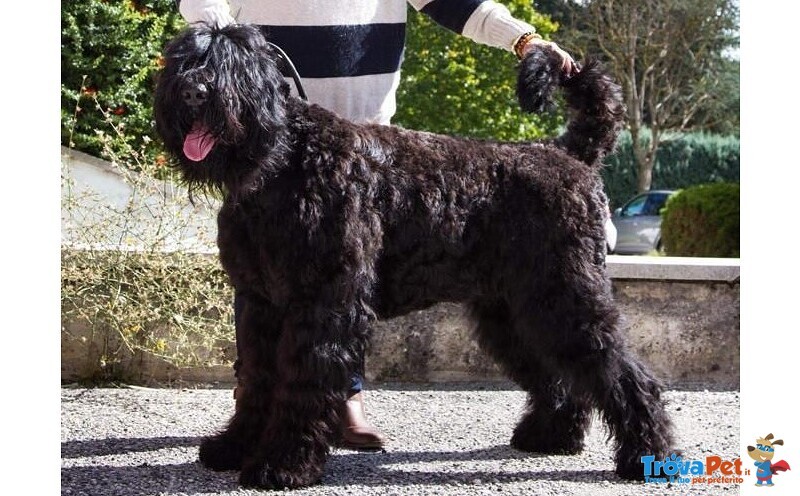 Cuccioli di Terrier nero Russo - Foto n. 6