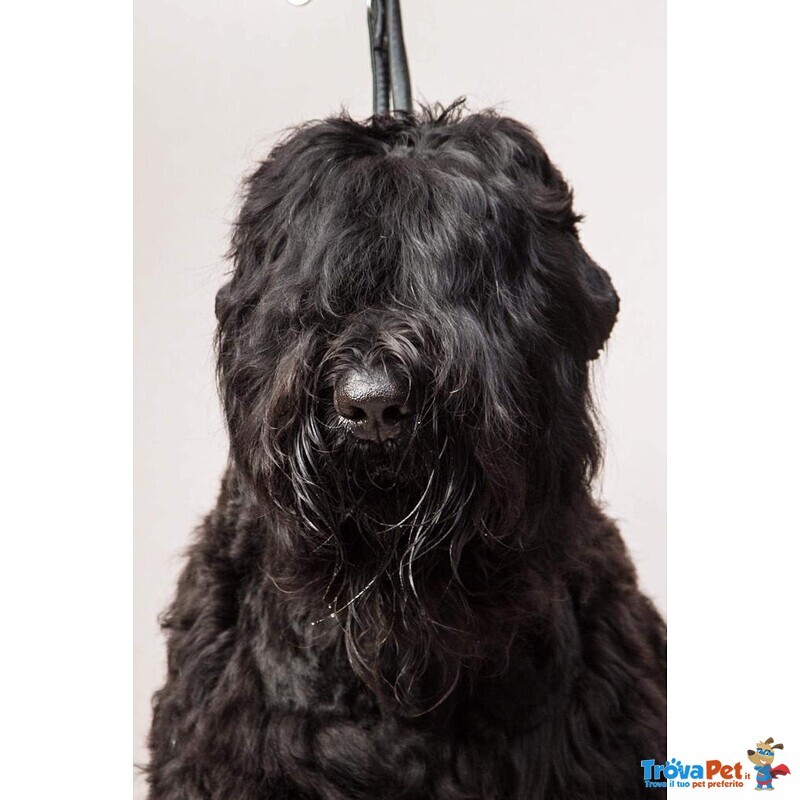 Cuccioli di Terrier nero Russo - Foto n. 7
