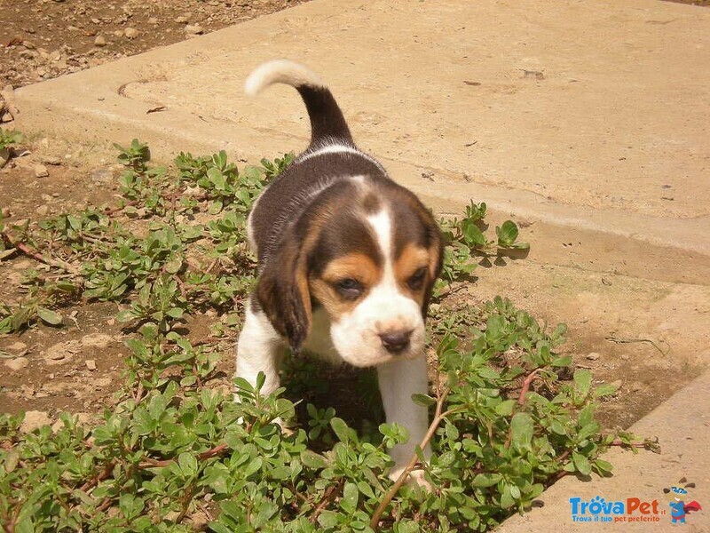 Beagle Cuccioli da Dicembre 2022 - Foto n. 1