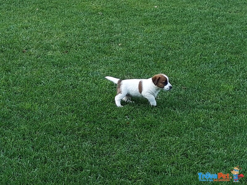 Jack Russell con Pedigree Roi - Foto n. 2