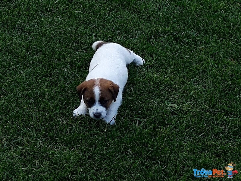 Jack Russell con Pedigree Roi - Foto n. 3