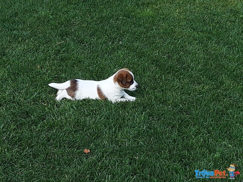 Jack Russell con Pedigree Roi - Foto n. 4